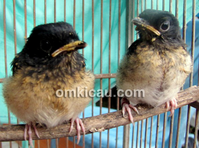 Anakan murai batu produk Tiara Bird Farm Bekasi.
