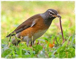 Burung yang gemar makan cacing tanah