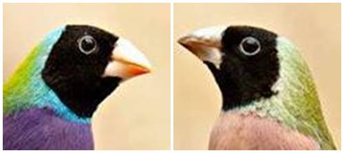 Garis biru yang melingkar pada burung jantan (kiri) terlihat lebih terang dibanding yang terdapat pada burung betina ( kanan )