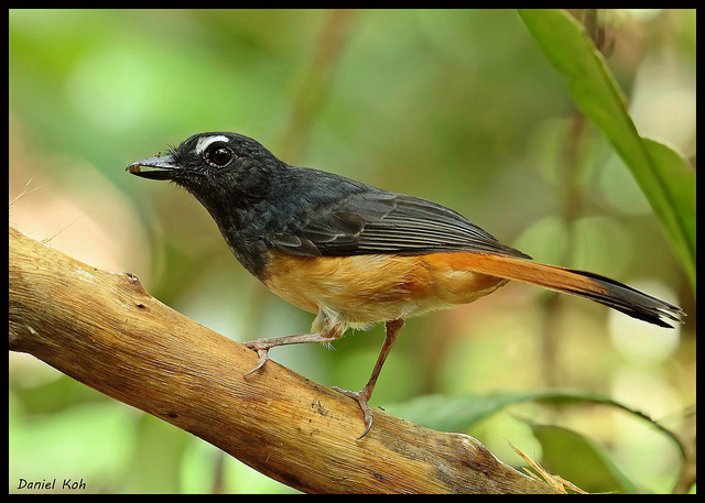 Unduh 50 Gambar Fauna Ceumpala Kuneng Terbaik Gratis