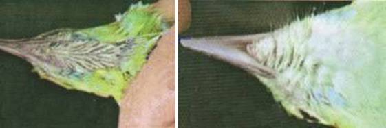 Burung betina (kanan) paruh bawahnya berwarna keputihan sementara jantan yang ada sebelah kiri berwarna full hitam