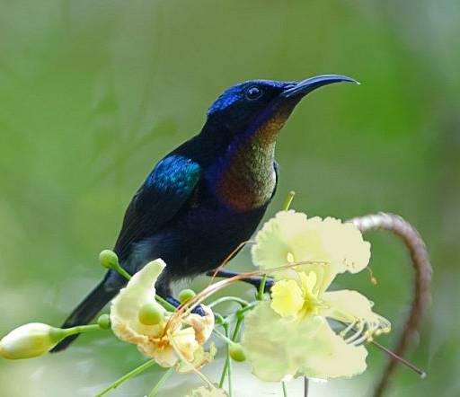 Download suara burung kolibri omkicau