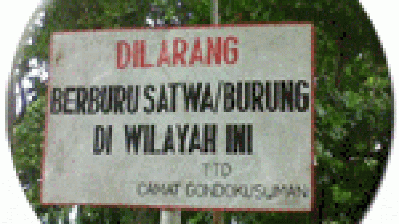 Larangan Berburu Burung Di Sejumlah Daerah Om Kicau