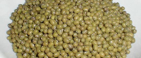 Biji kacang hijau bisa diberikan pada branjangan