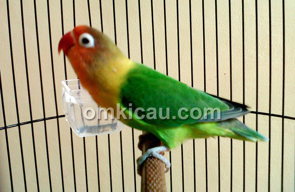 Lovebird Kirana