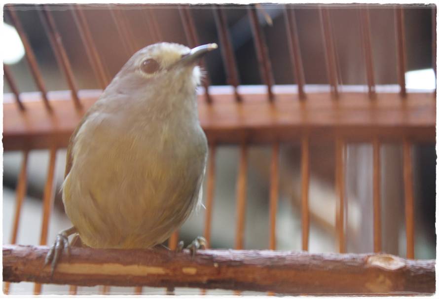 15++ Burung flamboyan jantan dan betina terbaru