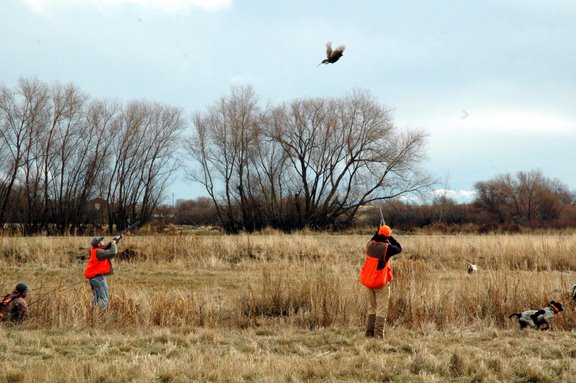 Di beberapa negara banyak dikembang biakan untuk tujuan olahraga berburu