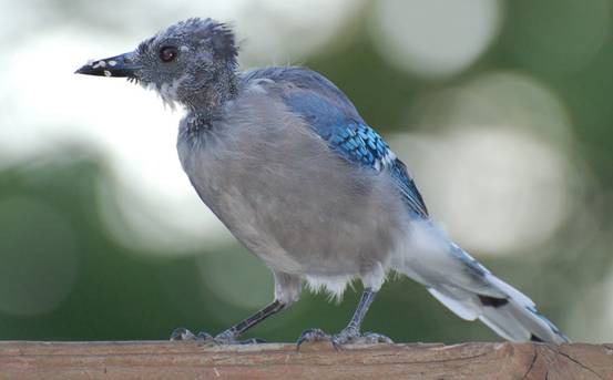 Burung mabung