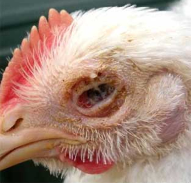Penyakit ILT pada ayam
