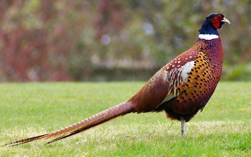 Pegar kalung atau Ringneck pheasant