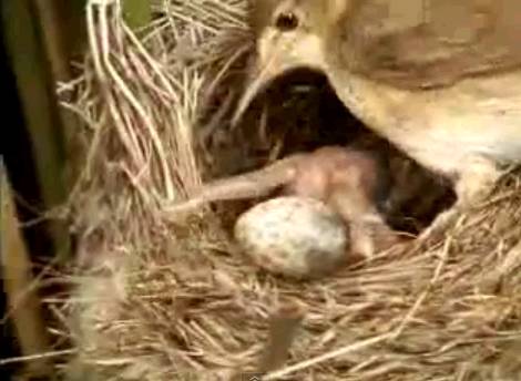 Piyik cuckoo yang membuang telur lain