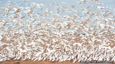 Ribuan kakatua putih yang berpindah karena kekeringan