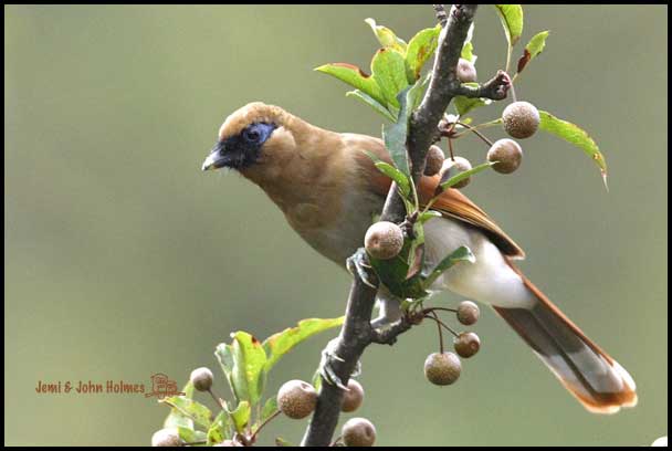 Samho - Buffy Laughingthrush · (Garrulax berthemyi)