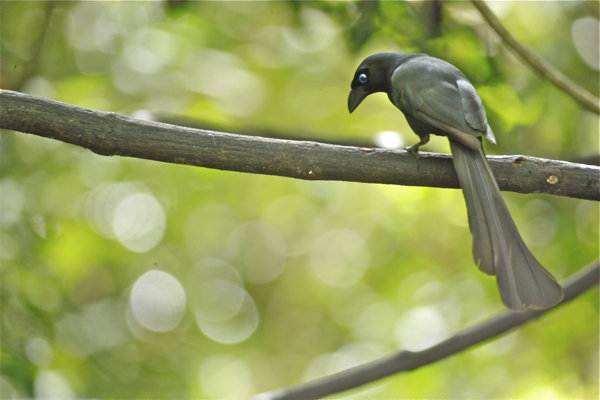 Tangkar cetrong ( Racket-tailed treepie )