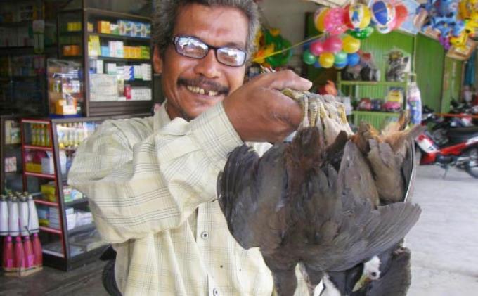 Rustam (50) penduduk Bintah, Kecamatan Madat, Aceh Timur, dengan menggunakan Hand Phone murahan menangkap burung sawah. ( foto : Serambi Indonesia )