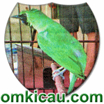 feat cucak hijau batik madrim