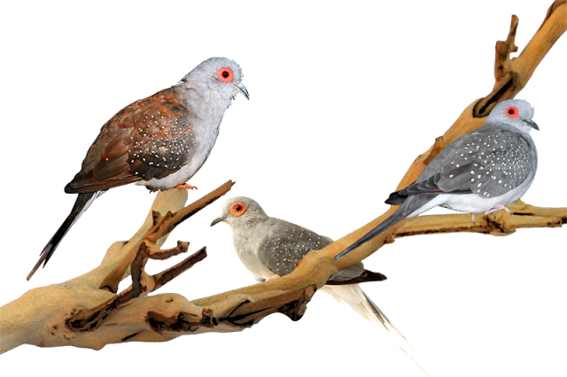 Diamond dove cukup populer di negara tetangga dan di Eropa