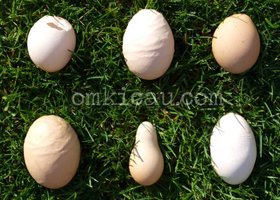 Berbagaibentuk telur yang kekurangan kalsium