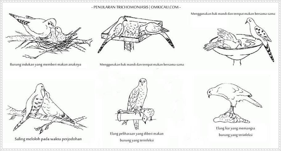 Cara penularan parasit yang terjadi pada burung merpati