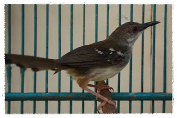 Burung ciblek yang semula gacor pun bisa mendadak macet bunyi.