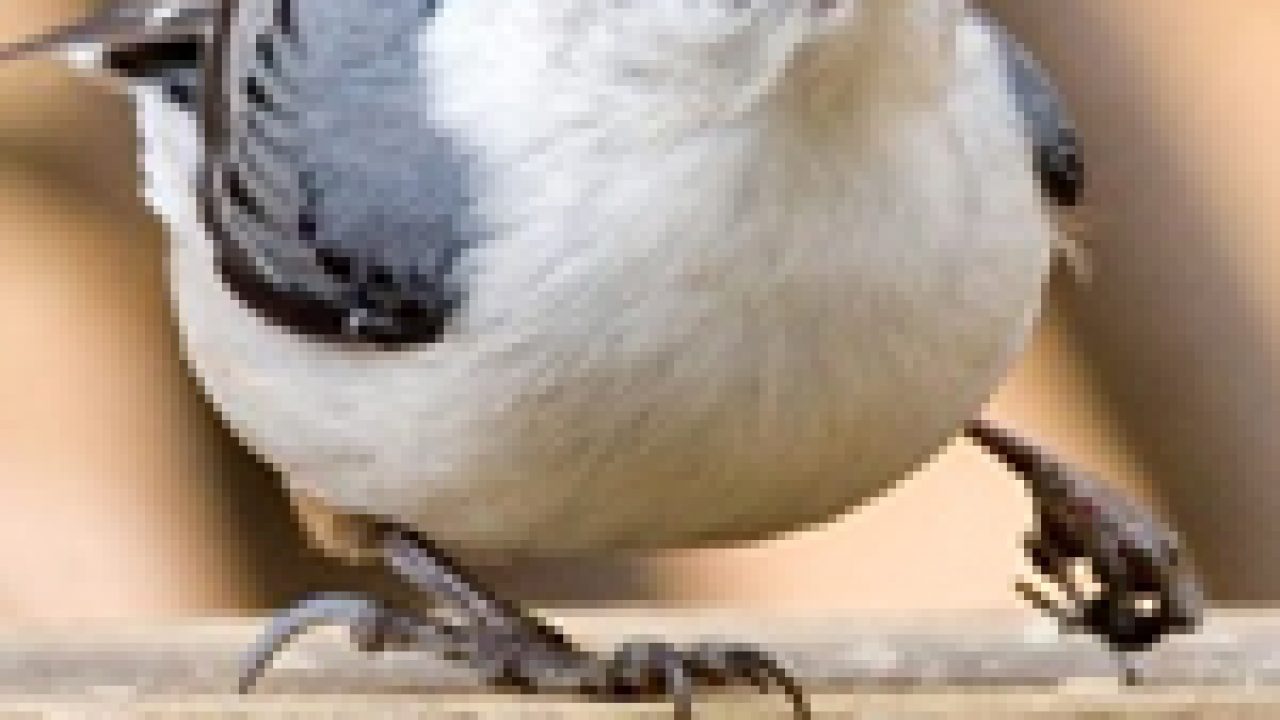Menangani Merawat Burung Yang Patah Kaki Om Kicau