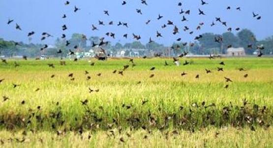 Cara mengusir burung pada tanaman padi