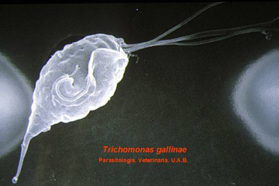 Parasit Trichomonas gallinae yang biasa menginfeksi merpati