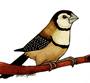 owlfinch