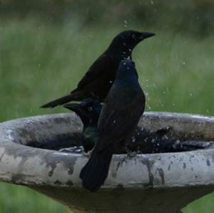 Burung blackbird yang sedang mandi di malam hari