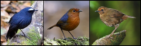 Burung cingcoang jantan (kiri) dan beberapa burung betina yang berbeda tergantung daerah penyebarannya