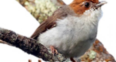 35++ Foto burung yuhina terbaru