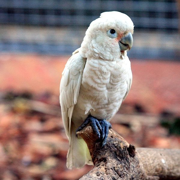 Mengenal 7 Spesies burung kakatua di Indonesia KLUB BURUNG