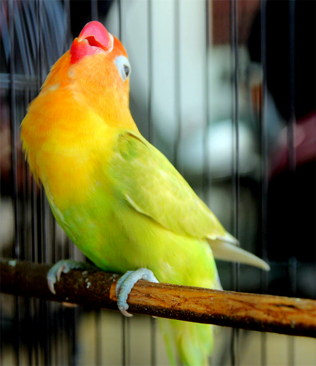 Lovebird Liontin