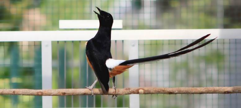 Variasi Pemanfaatan Telur Untuk Pakan Murai Batu Om Kicau