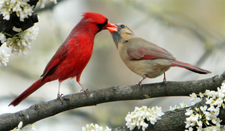 Burung kardinal