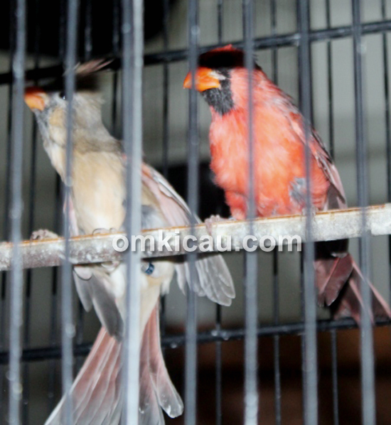 Pasangan burung kardinal