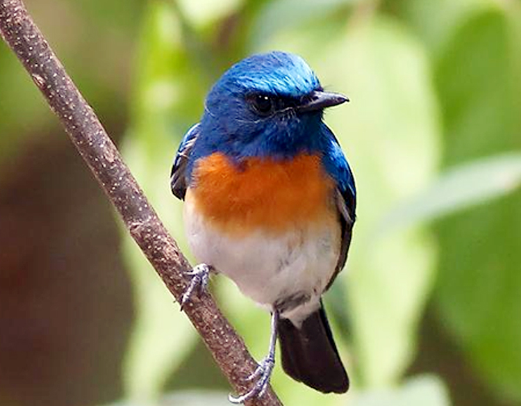 Burung sikatan blue-throated