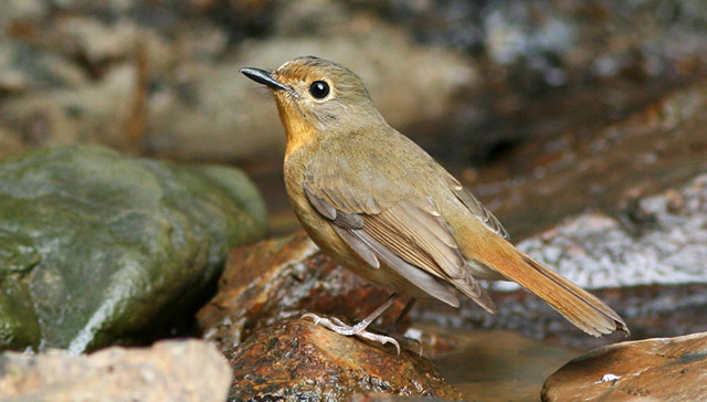 Ragam suara burung tledekan betina di alam liar – OM KICAU