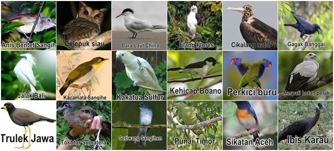 Daftar Burung dalam status Kritis (CR)
