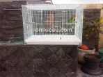 Kandang umbaran lovebird