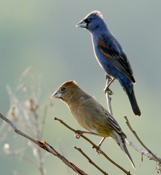 Sepasang burung kardinal biru ( blue grosbeak ) , burung betina berada dipaling bawah