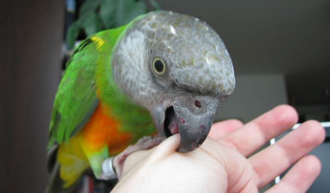Bagaimana mengatasi burung parrot yang suka menggigit