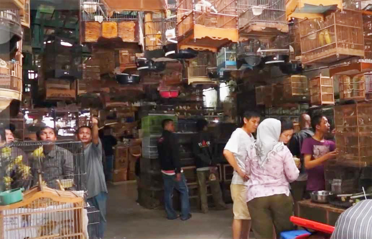 Pasar Burung Pramuka Jakarta
