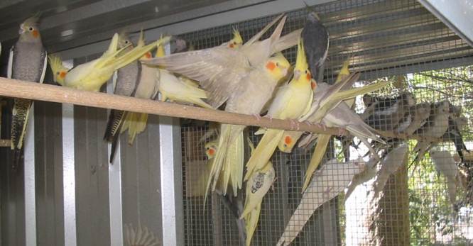 Tips Sukses Menangkar Burung Palek Cockatiel Om Kicau