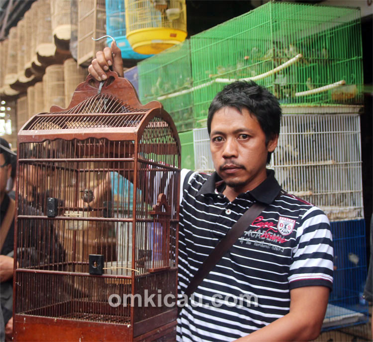 Burung kecial kombo di PB Depok Solo