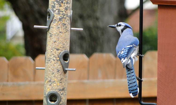 Blue jay sering mengunjungi halaman yang dilengkapi dengan Bird feeders