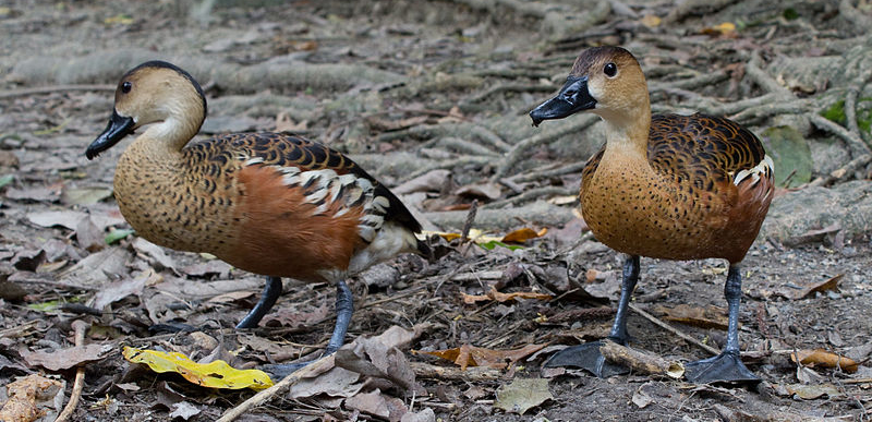 Burung belibis kembang