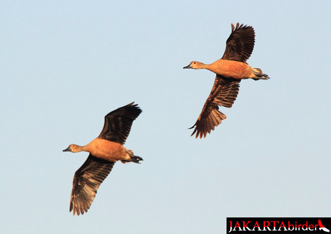 Burung belibis kembang