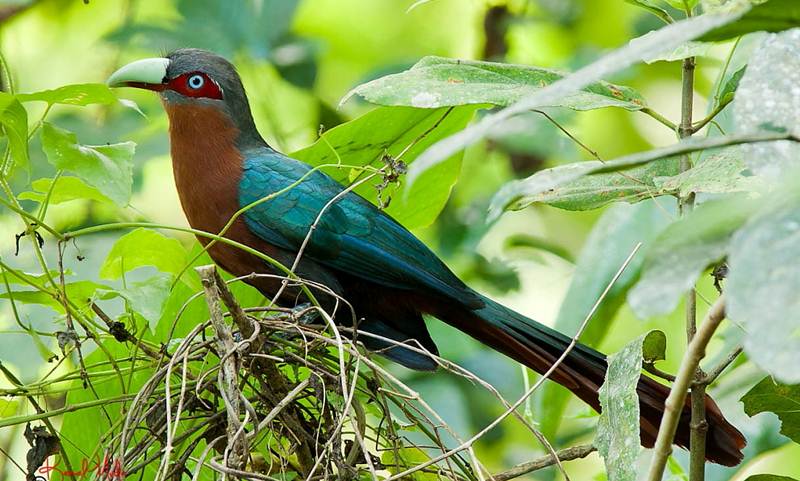 burung kadalan birah - avesnesia.com