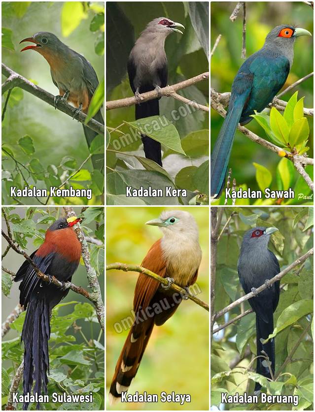 Berbagai spesies burung Malkoha atau Kadalan dari Indonesia